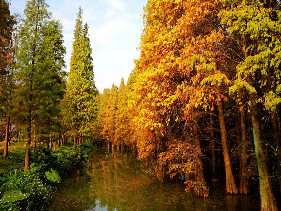 【美丽生态】星湖落羽杉换装 微微一笑很倾城