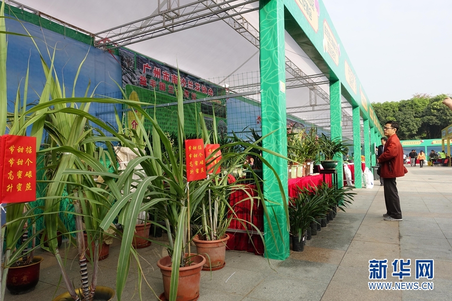 广州:南沙第一届生态旅游文化嘉年华开幕