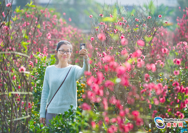 春节插桃花 广州海北桃花陆续亮相啦!