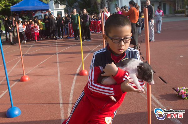 和小猪一起冒险闯关 深圳一小学期末考试竟然