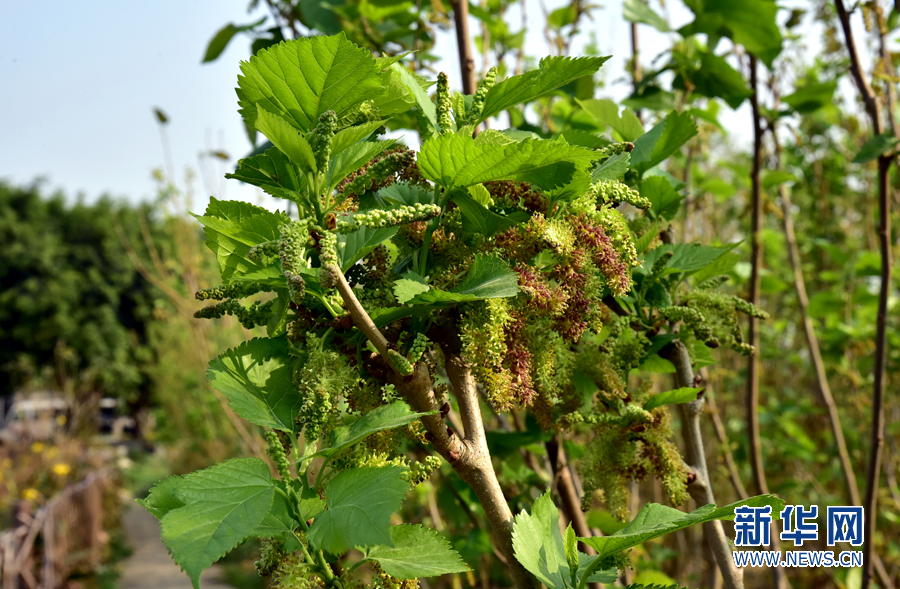 花可以到位于佛山南海西樵山下的渔耕粤韵文化园,里面种有上万株桑树