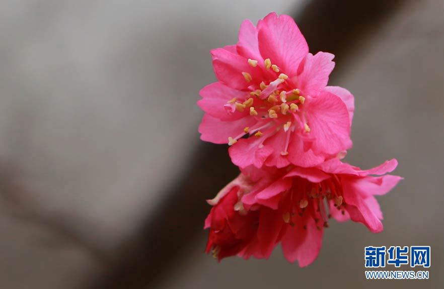 从化地区的樱花。新华网发  从化地区的樱花。新华网发 　　赏樱，一项是中华民族传统文化。1月19日，中国樱花花期首次实行全国播报。这成为新一年中国旅游和文化界首件里程碑式事件。1月28日大年初一，2017年第六届天适（从化）樱花文化节也将开启，见证今年中国华南地区较早盛开的樱花。 　　中国樱花产业协会执行主席何宗儒介绍，去年，中国樱花产业协会经过一轮酝酿，开始小范围试水樱花花期播报，收到了意想不到的关注，今年进一步将樱花花期播报延伸至全国。 　　据介绍，中国樱花以红色和粉色为主，花开时节红粉菲菲，春风十