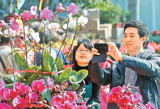 深圳77个迎春花市点开市