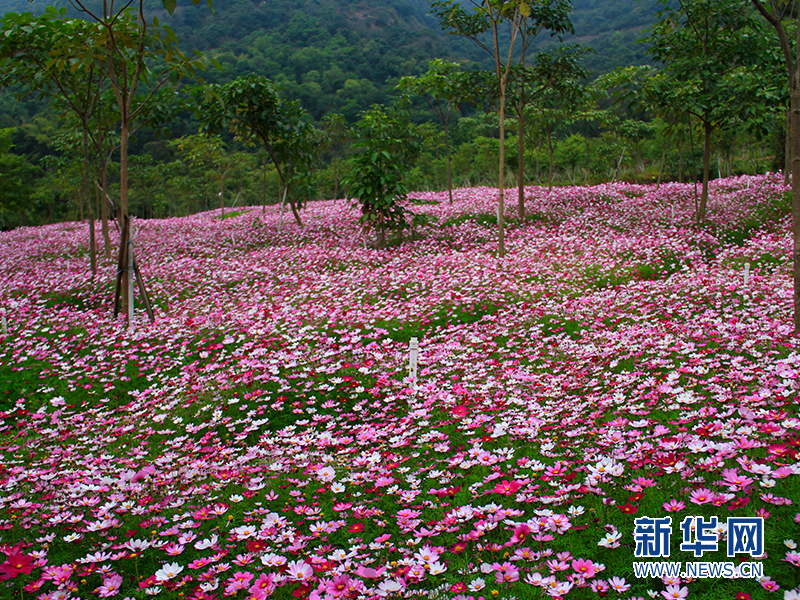 西樵山环山花海的波斯菊进入盛花期