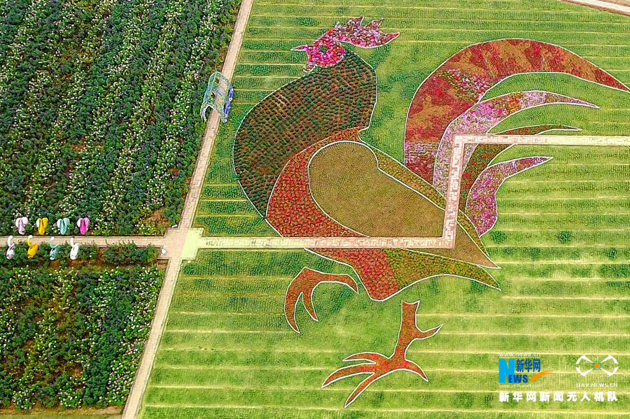 【春意盎然看广东】航拍佛山高明巨型雄鸡图案