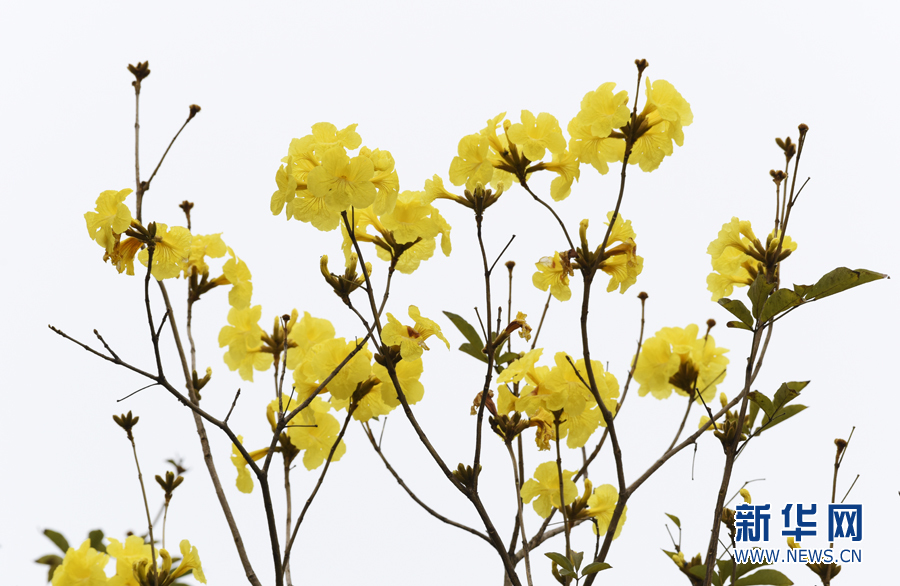 【春意盎然看广东】湛江黄花风铃木绽放 一树