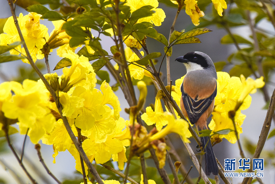 【春意盎然看广东】湛江黄花风铃木绽放 一树