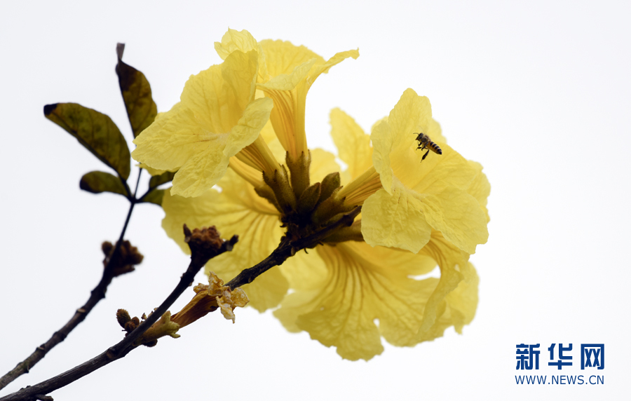 【春意盎然看广东】湛江黄花风铃木绽放 一树