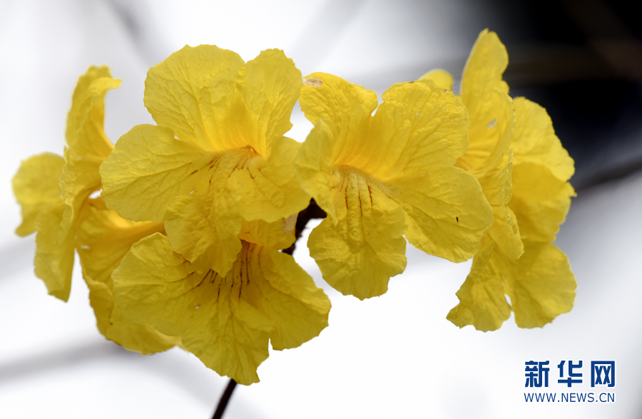 【春意盎然看广东】湛江黄花风铃木绽放 一树