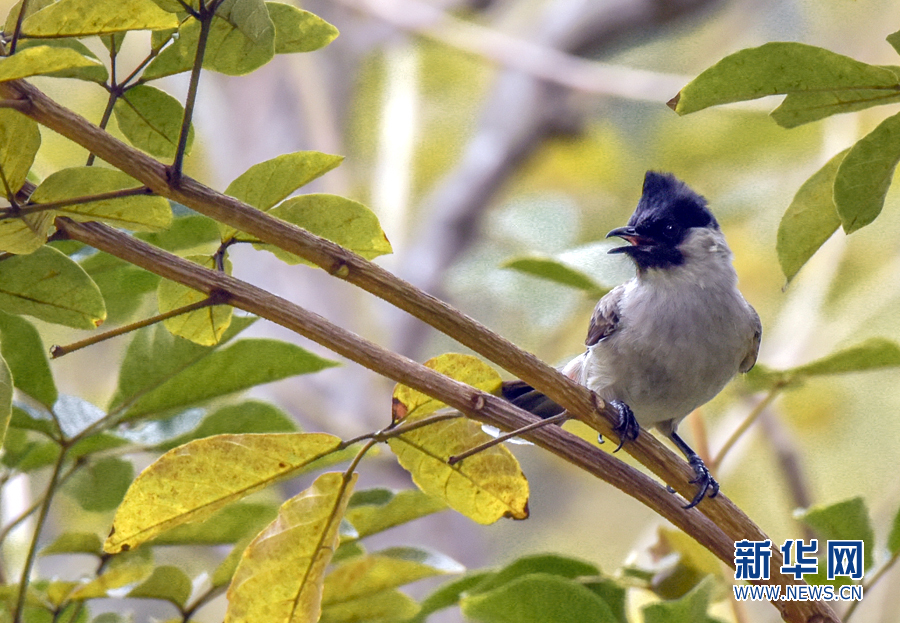 广东湛江黄花风铃木绽放 一树灿黄引鸟来