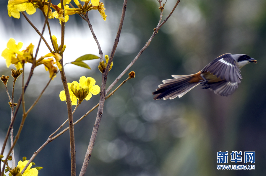 【春意盎然看广东】湛江黄花风铃木绽放 一树