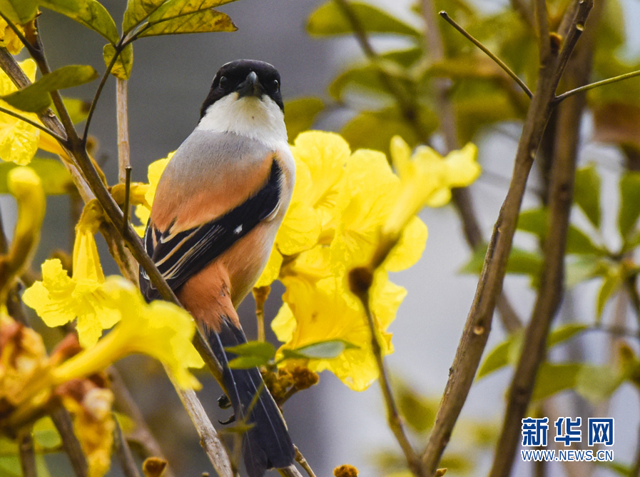 【春意盎然看广东】湛江黄花风铃木绽放 一树