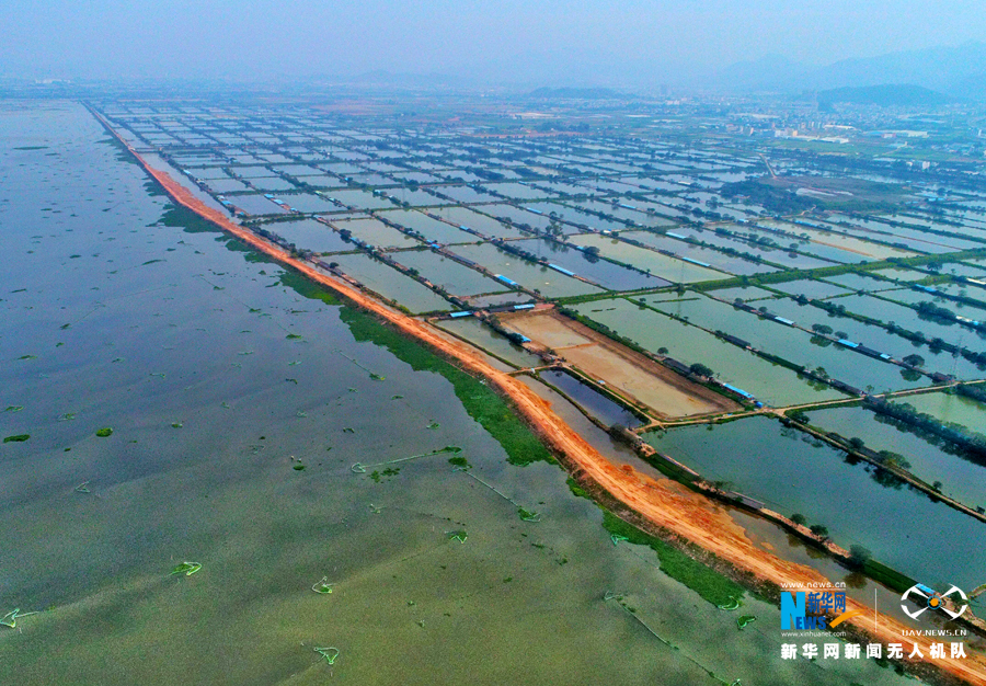 航拍广东惠州潼湖:内陆淡水湿地生态迷人