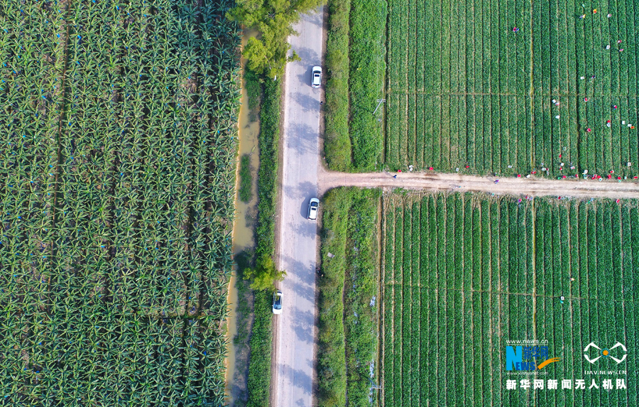航拍广东惠州潼湖:内陆淡水湿地生态迷人