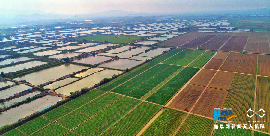航拍广东惠州潼湖:内陆淡水湿地生态迷人