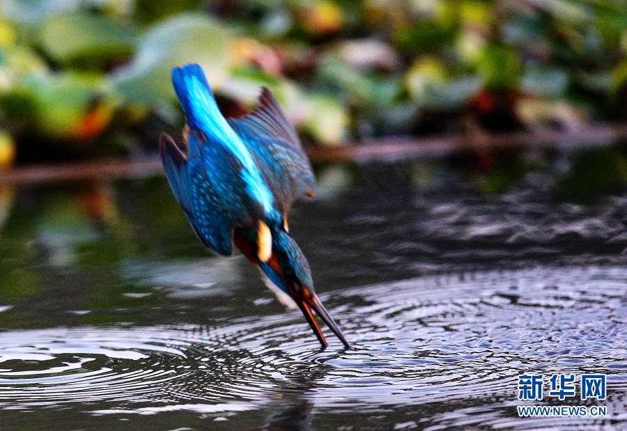 奇趣大自然:翠鸟捕鱼