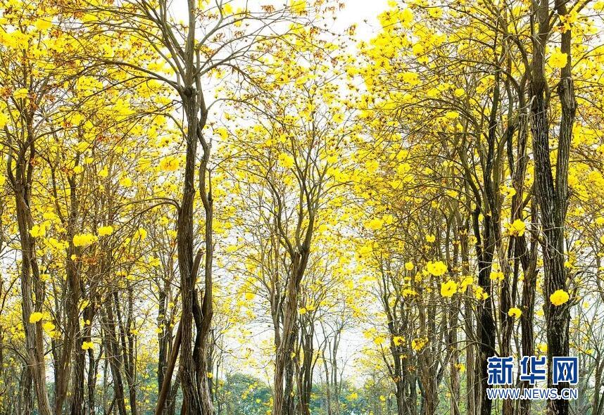 【春意盎然看广东】佛山:风铃木竞相绽放 满树