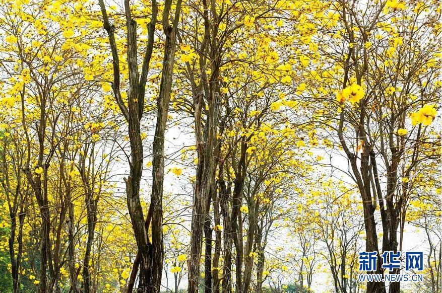 【春意盎然看广东】佛山:风铃木竞相绽放 满树