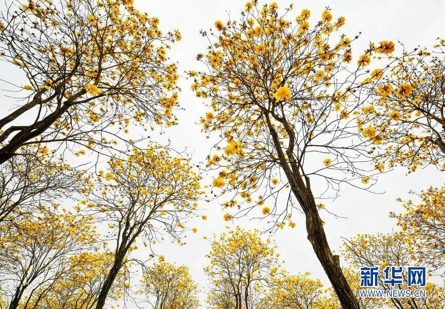 【春意盎然看广东】佛山:风铃木竞相绽放 满树