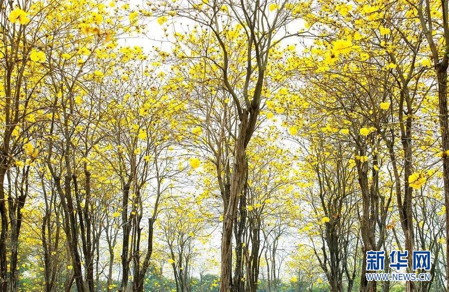 【春意盎然看广东】佛山:风铃木竞相绽放 满树