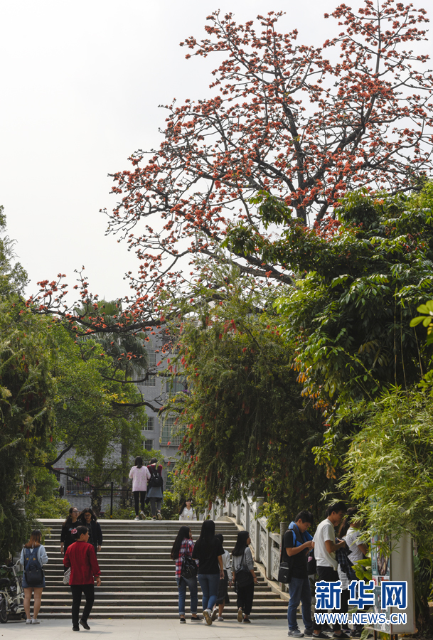 【春意盎然看广东】小洲村:水乡春色浓