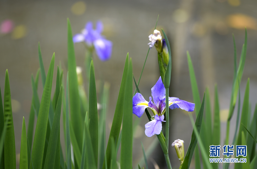 【春意盎然看广东】小洲村:水乡春色浓