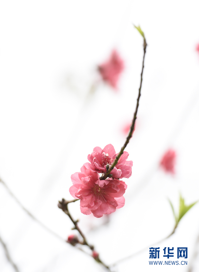 【春意盎然看广东】小洲村:水乡春色浓