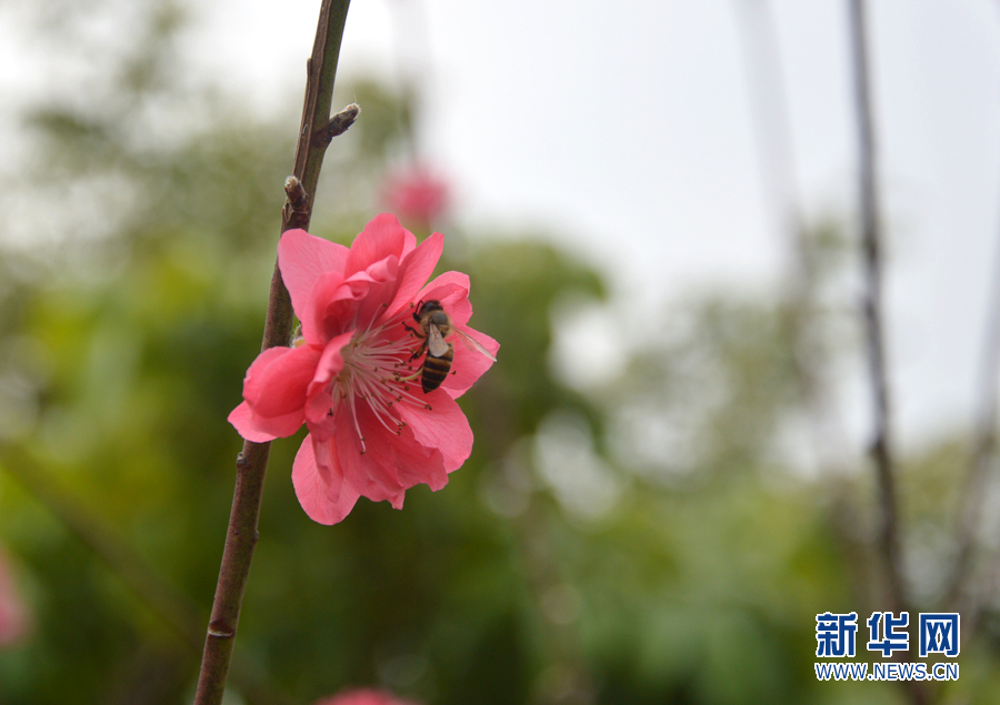 【春意盎然看广东】小洲村:水乡春色浓