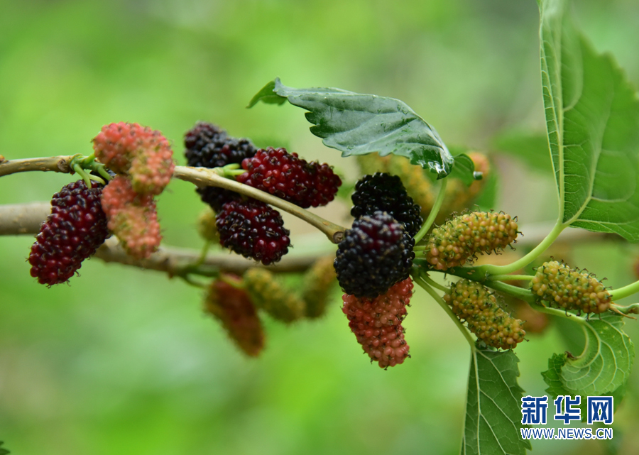【春意盎然看广东】西樵山下渔耕粤韵桑果进入
