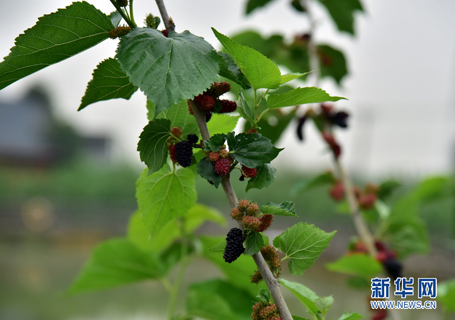 【春意盎然看广东】西樵山下渔耕粤韵桑果进入