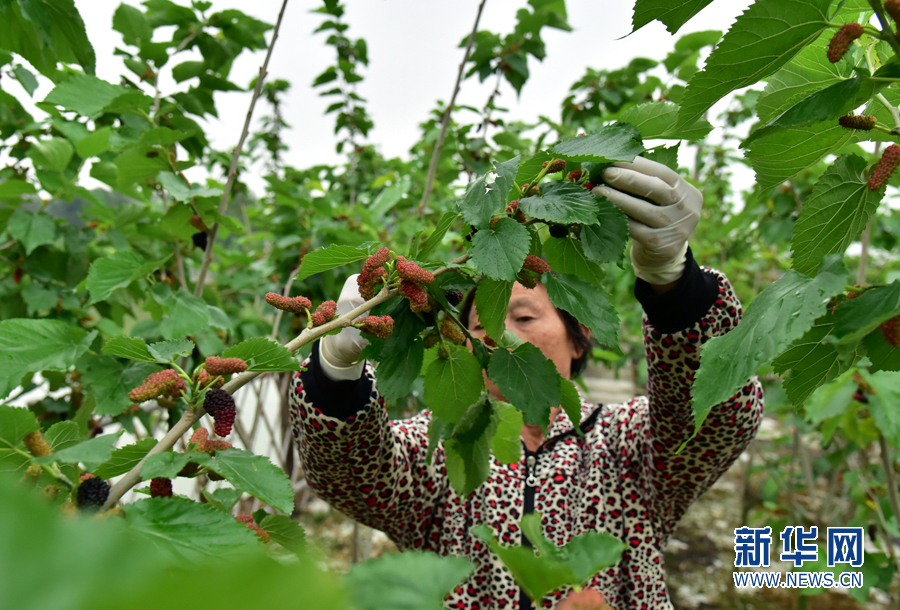 【春意盎然看广东】西樵山下渔耕粤韵桑果进入