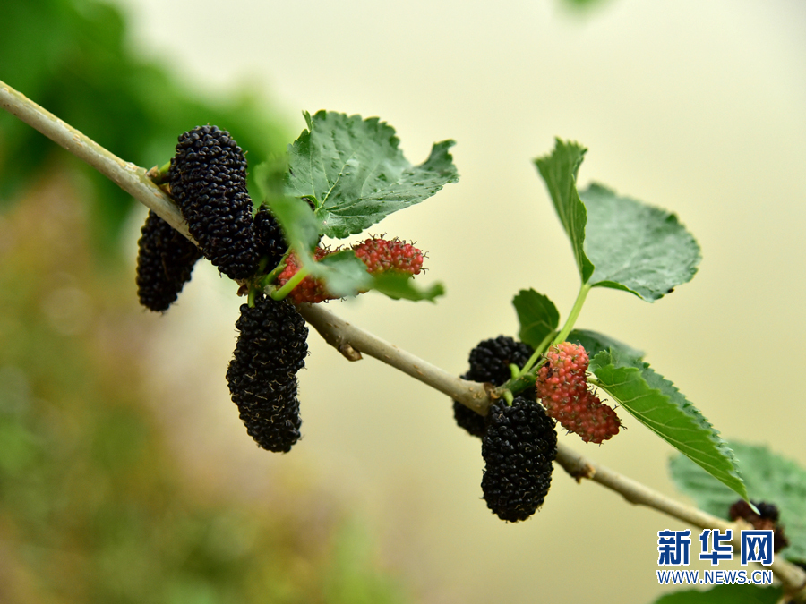 【春意盎然看广东】西樵山下渔耕粤韵桑果进入