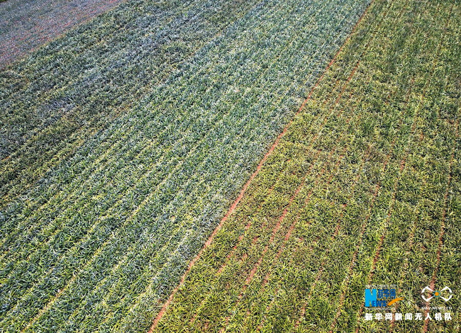【大地乐章】航拍广东湛江徐闻菠萝的海