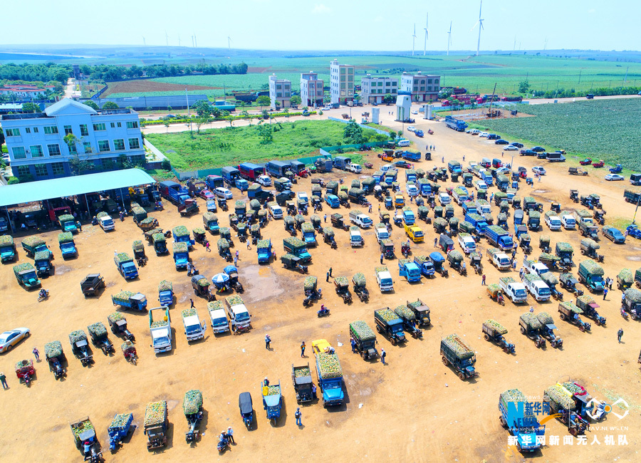 【大地乐章】航拍广东湛江徐闻 菠萝的海