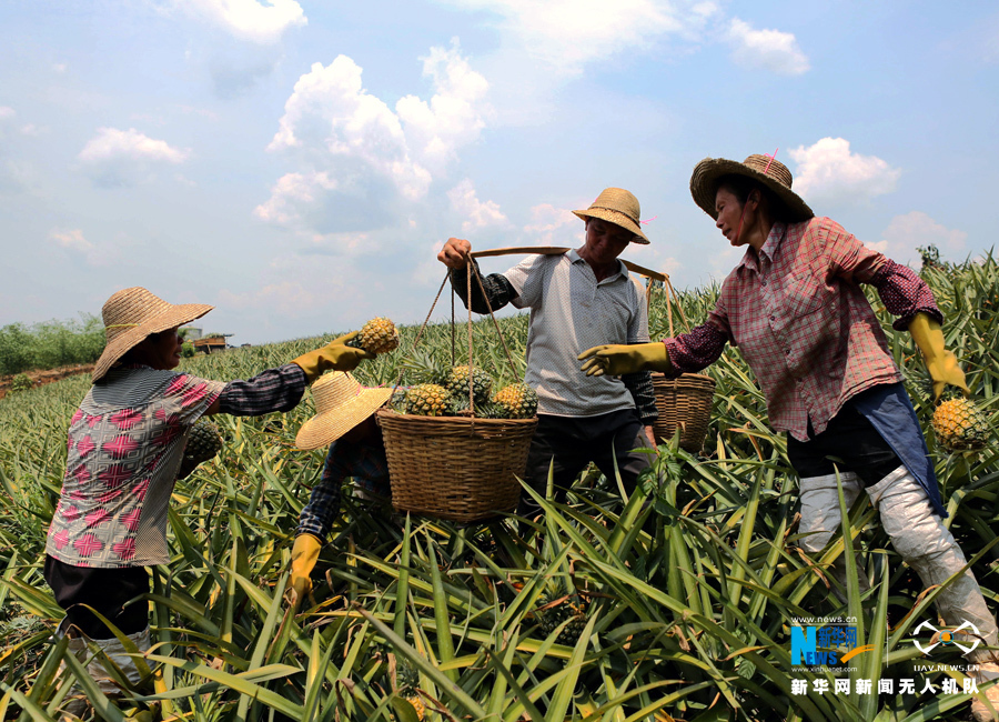 【大地乐章】航拍广东湛江徐闻菠萝的海
