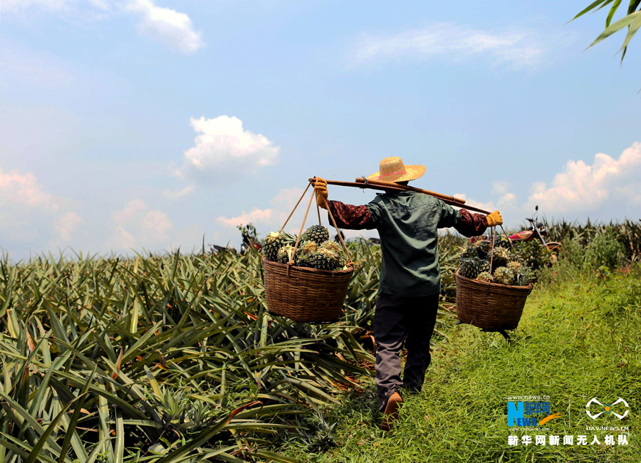 【大地乐章】航拍广东湛江徐闻菠萝的海