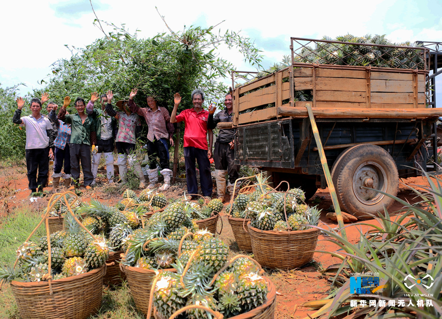 【大地乐章】航拍广东湛江徐闻 菠萝的海