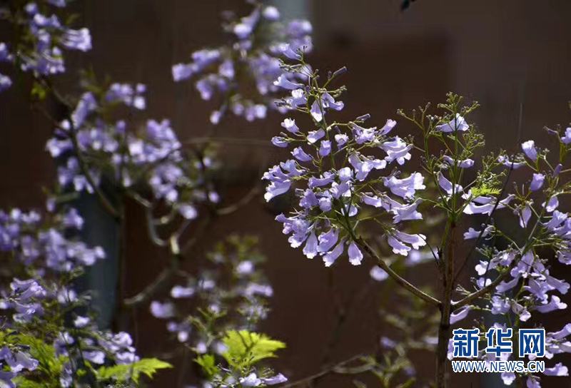 五月蓝花楹盛放羊城