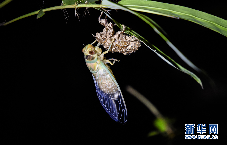蝉鸣时节 广东摄影师拍摄蝉脱壳全过程