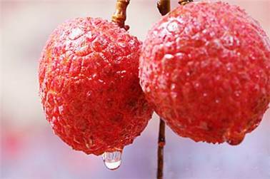 吃荔枝不能开车?破解荔枝的坑人谣言