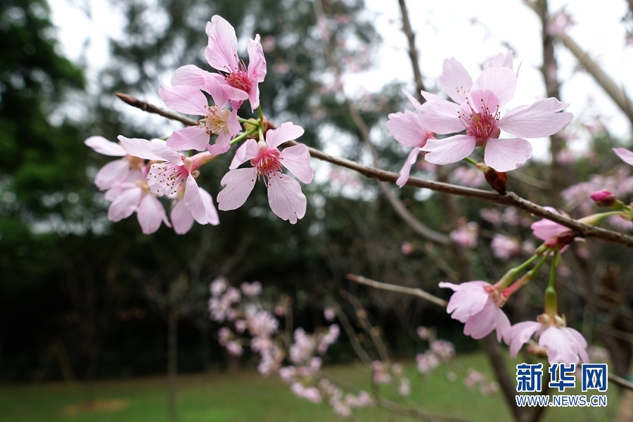 广州赏花月历 花城览尽花之百态