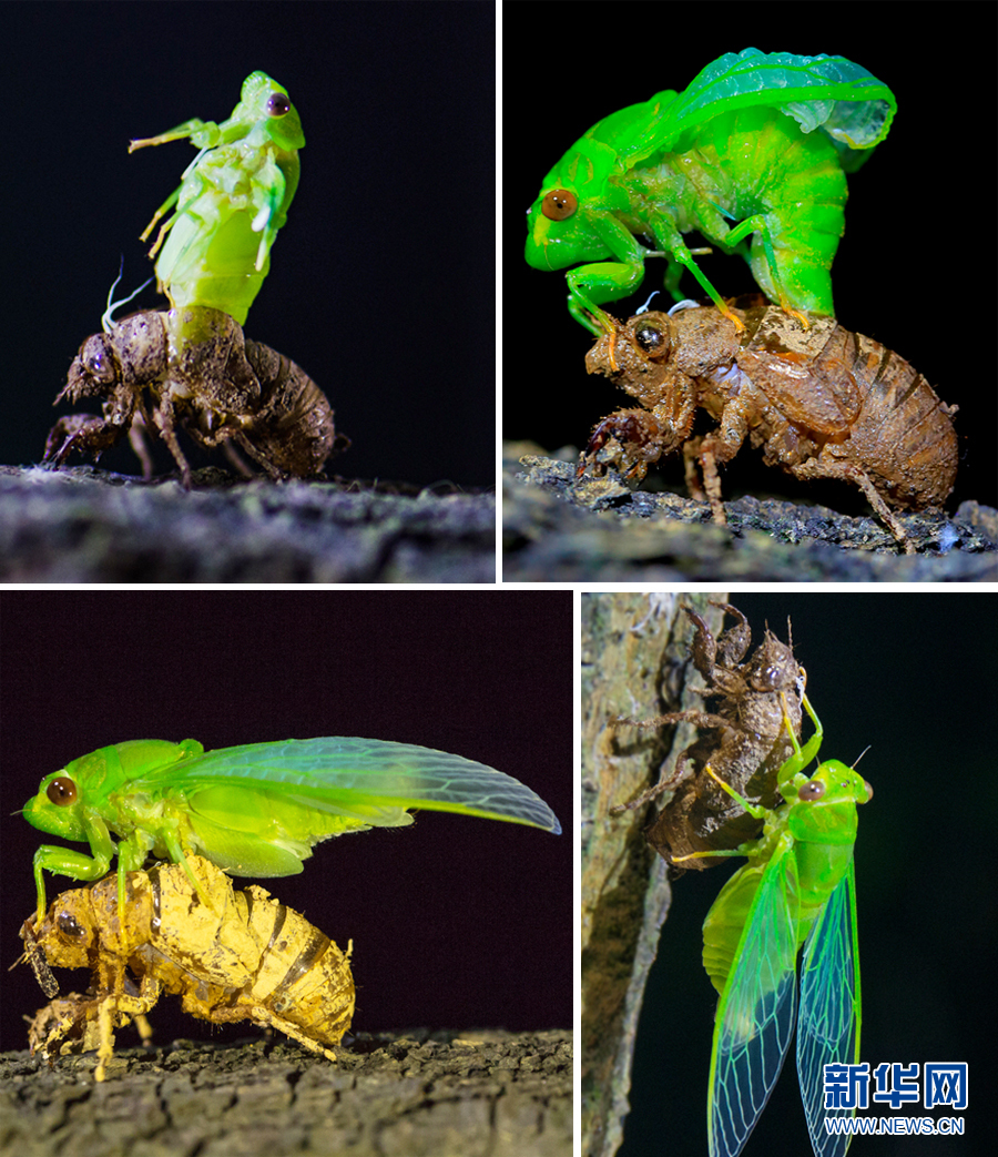 夏至蝉始鸣:图片记录“金蝉脱壳”全过程_图片频道_新华网