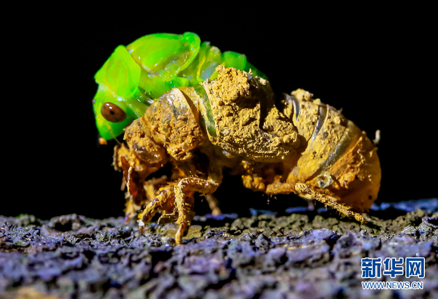 夏至蝉始鸣:图片记录金蝉脱壳全过程
