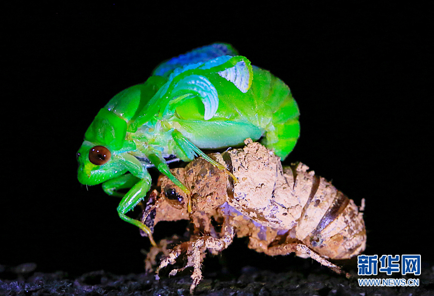 夏至蝉始鸣:图片记录金蝉脱壳全过程