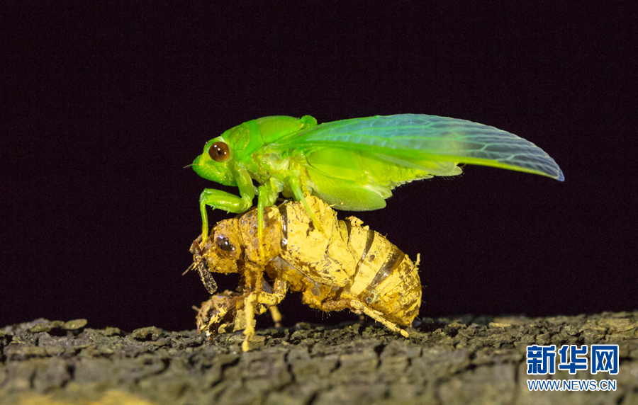 夏至蝉始鸣:图片记录金蝉脱壳全过程