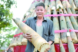 揭阳笋王争霸赛 冠军重达25.4斤