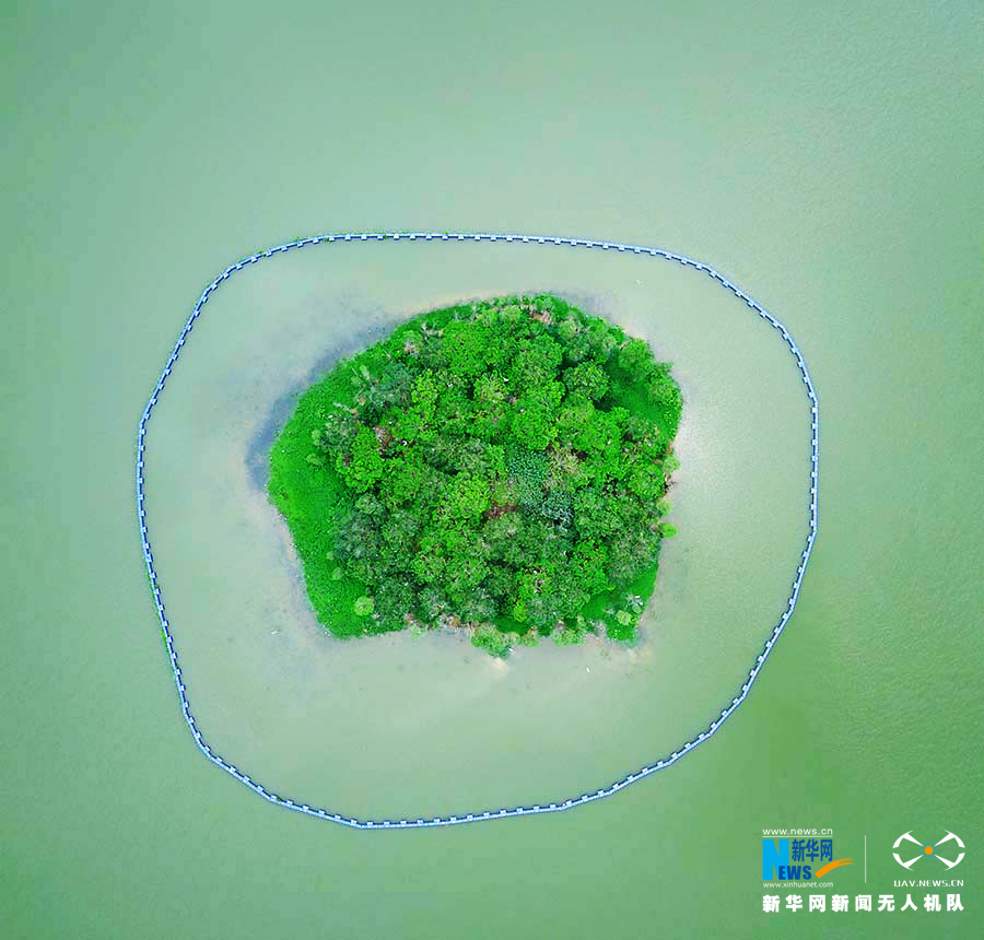 白鹭湖位于广东省佛山市高明区,该湖泊环绕水域面积1000多亩,四周青山环绕,生态良好,湖中有座小岛,数以千计的白鹭在此栖息。新华网发 陈浩麟摄 位于白鹭湖中间的小岛,因为生态环境条件好,吸引了不少的白鹭停留在该岛上。 新华网发 陈浩麟摄 航拍湖面碧波粼粼,群山环抱 。新华网发 陈浩麟 摄 佛山白鹭湖四周有青翠的松木林,它们提供了较好的生态植被,丛林中也充满着富含负离子的空气。新华网发 陈浩麟 摄 白鹭湖周边环境优美,为附近的住宅区提供优质的环境。新华网发 陈浩麟摄 白
