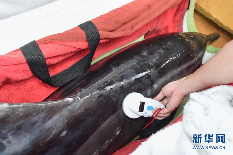 搁浅病危海豚经救治康复被放归大海