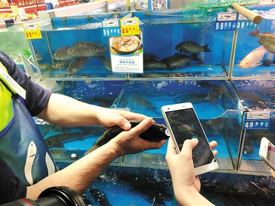 活鱼也有身份证 扫码可获鱼信息