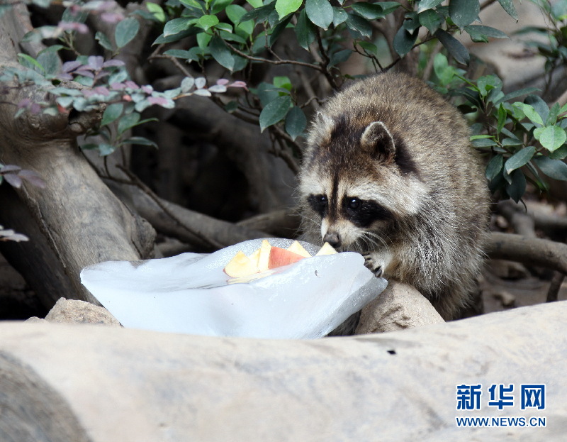 河马泡冰泉,猴子吃雪糕,动物避暑有妙招